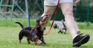 Dog Training  &  - Complete Obedience Training