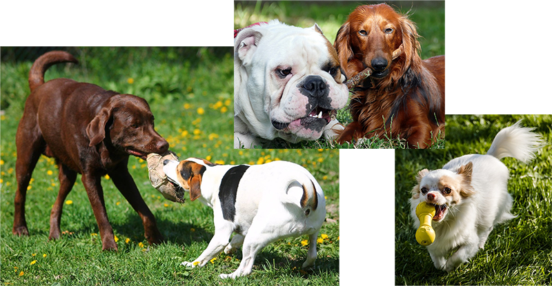 Complete dog daycare service in  and  - a Doggy Daycare provider