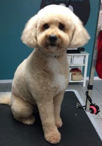 Lakeshore and Windsor Dog Grooming